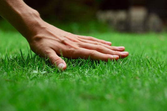 How-to-Have-a-Beautiful-Lawn Trimyxs