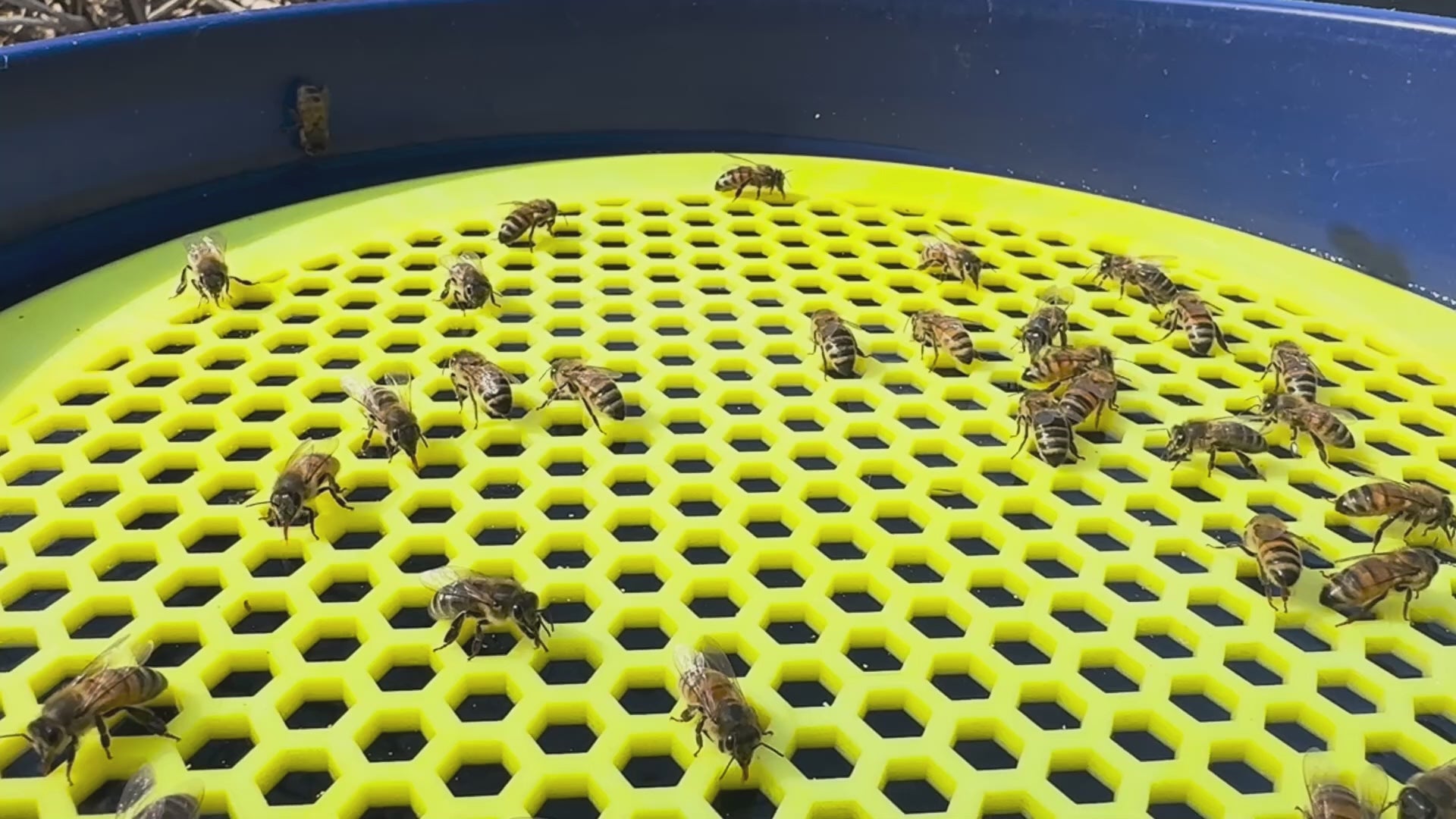 video of bees on the bee watering station drinking water