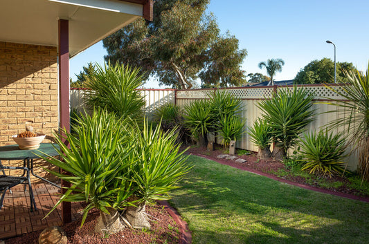 A front yard garden with Yucca trees, freshly cut lawn, and panel fencing