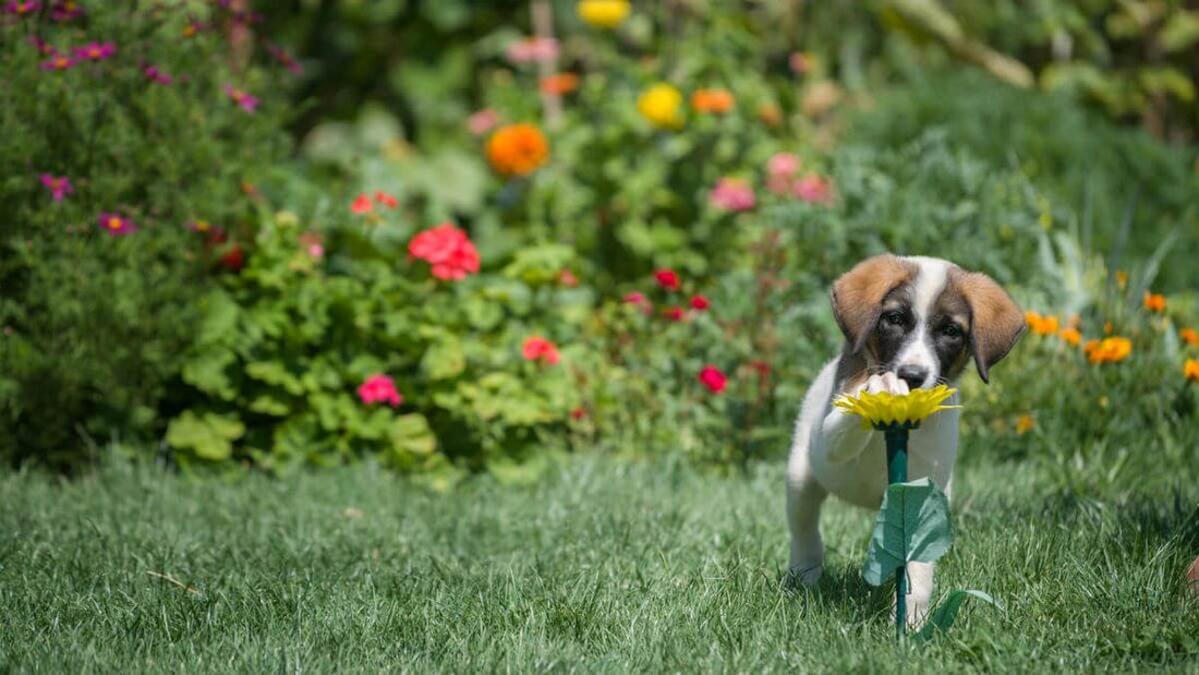 How to Keep Your Grass Green With Dogs: Tips and Tricks - Trimyxs