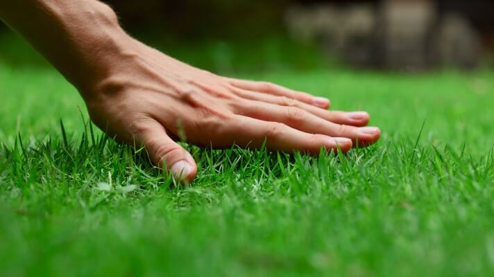 a humand hand touches freshly cut grass