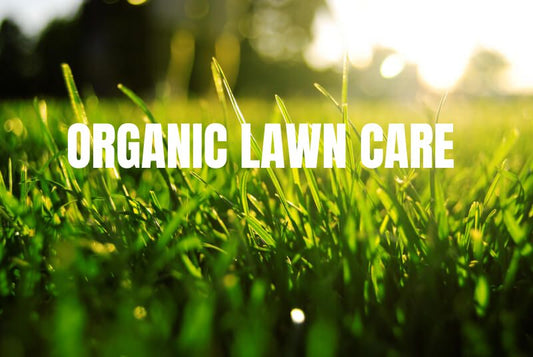 The Benefits of Organic Lawn Care: How to Nurture a Sustainable and Vibrant Yard - Trimyxs