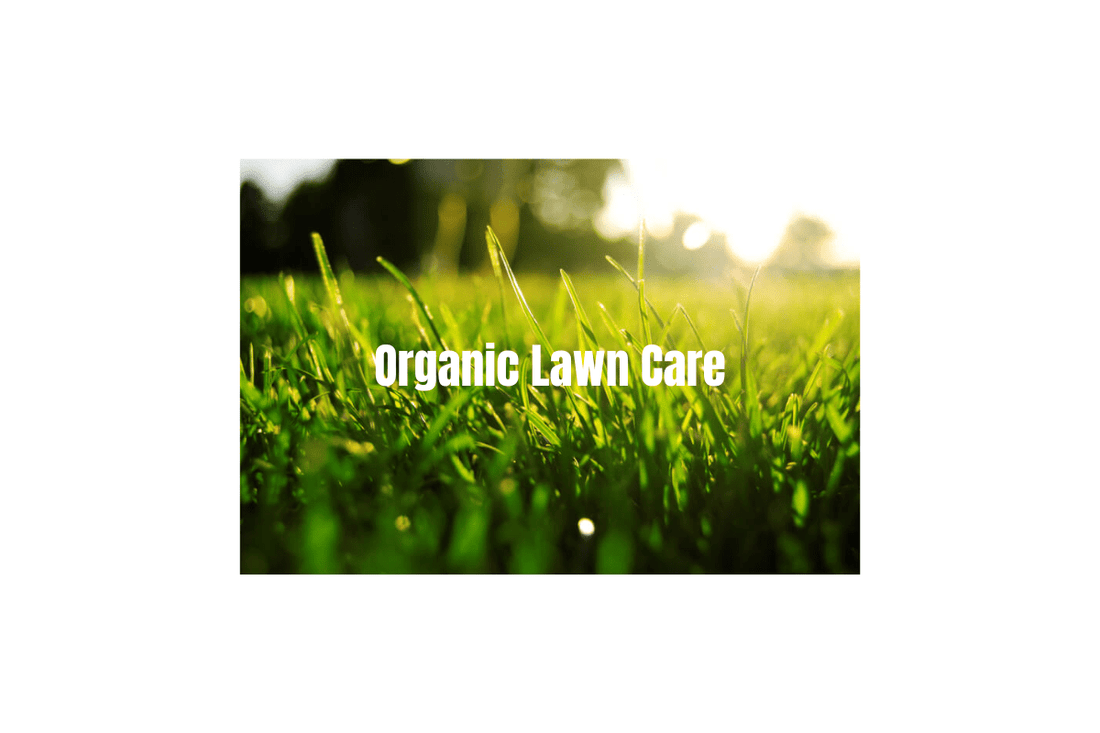 The-Benefits-of-Organic-Lawn-Care-How-to-Nurture-a-Sustainable-and-Vibrant-Yard Trimyxs