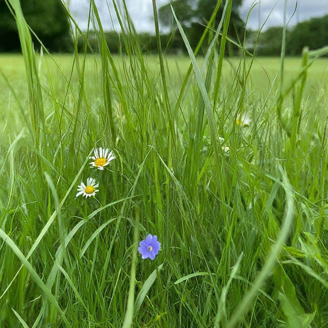 overgrown lawn