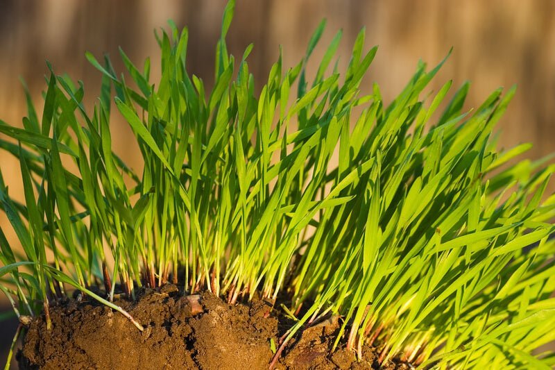 How to Properly Wait for New Grass to Grow Before Mowing - Trimyxs
