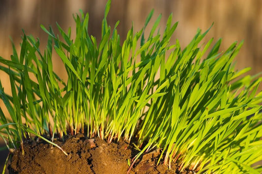 How to Properly Wait for New Grass to Grow Before Mowing - Trimyxs