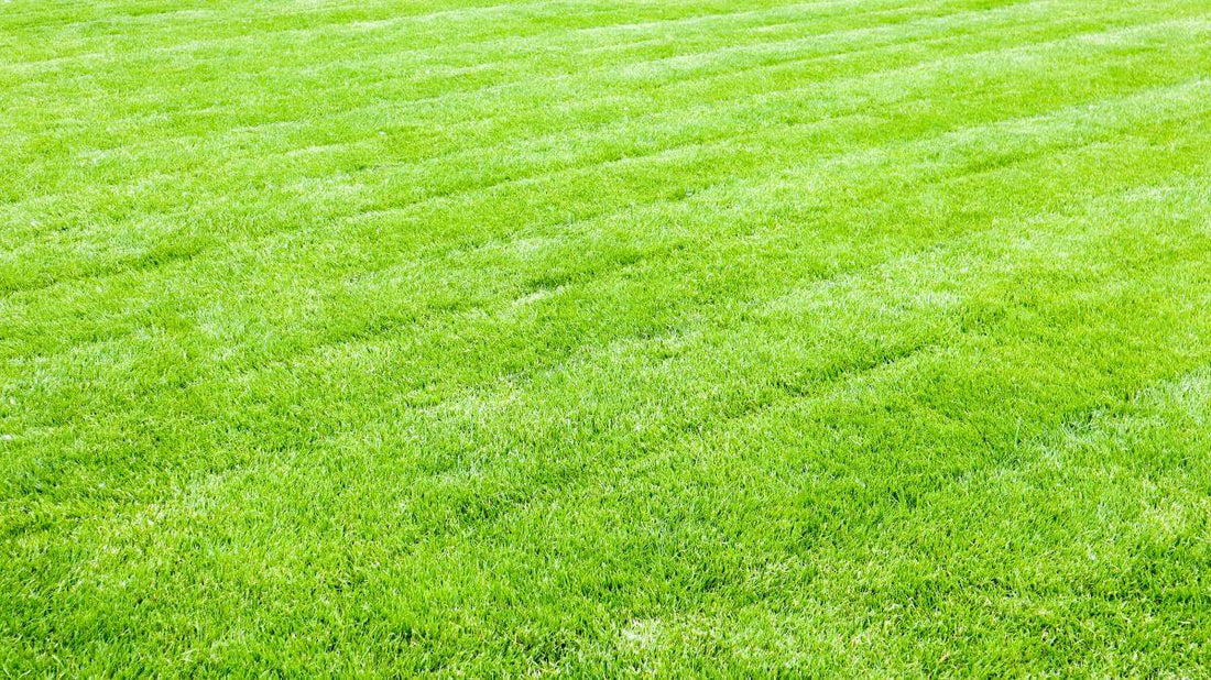 green lawn background a freshly mowed lawn