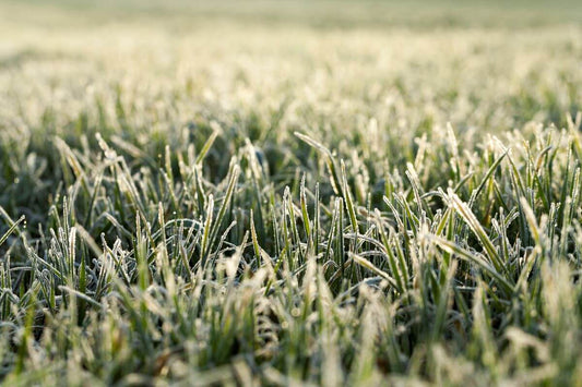 young grass plants close up